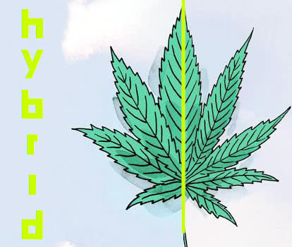 hybrid seeds