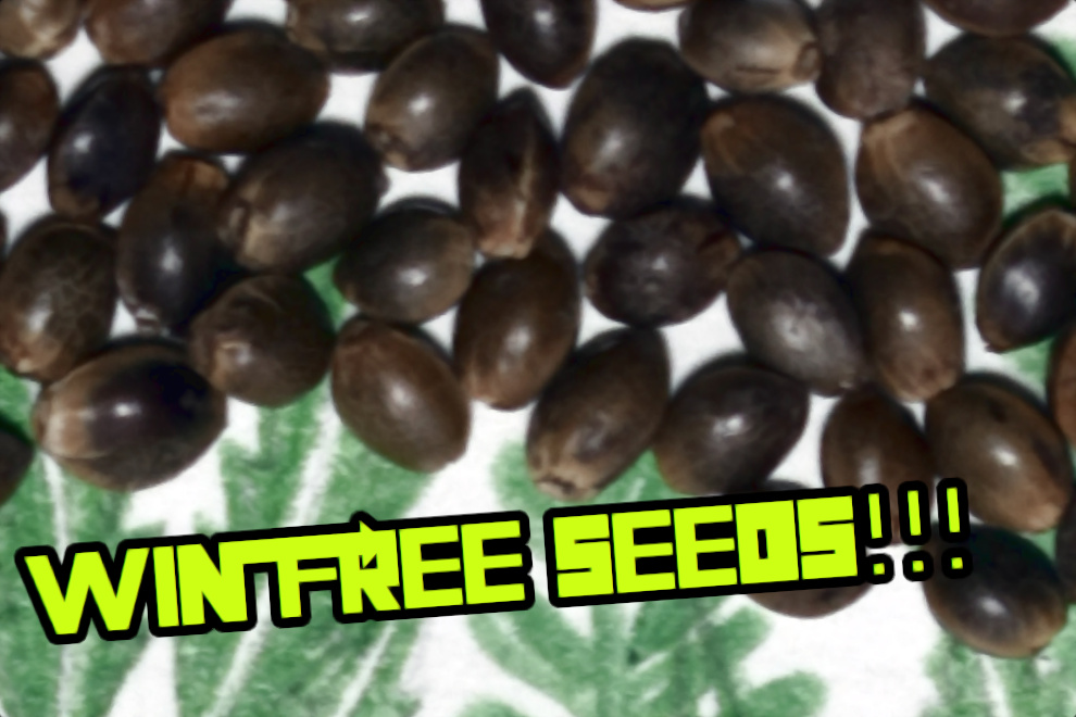 Win Free Marijuana Seeds