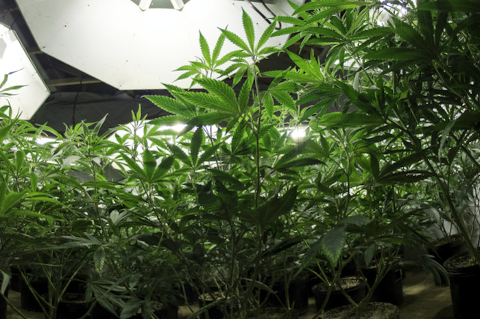 bottom view cannabis plants with light