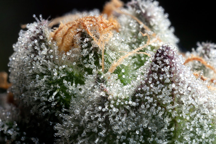 great cannabis trichome macro shot