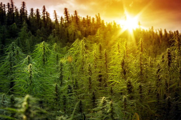 lighting cannabis photography at sunset