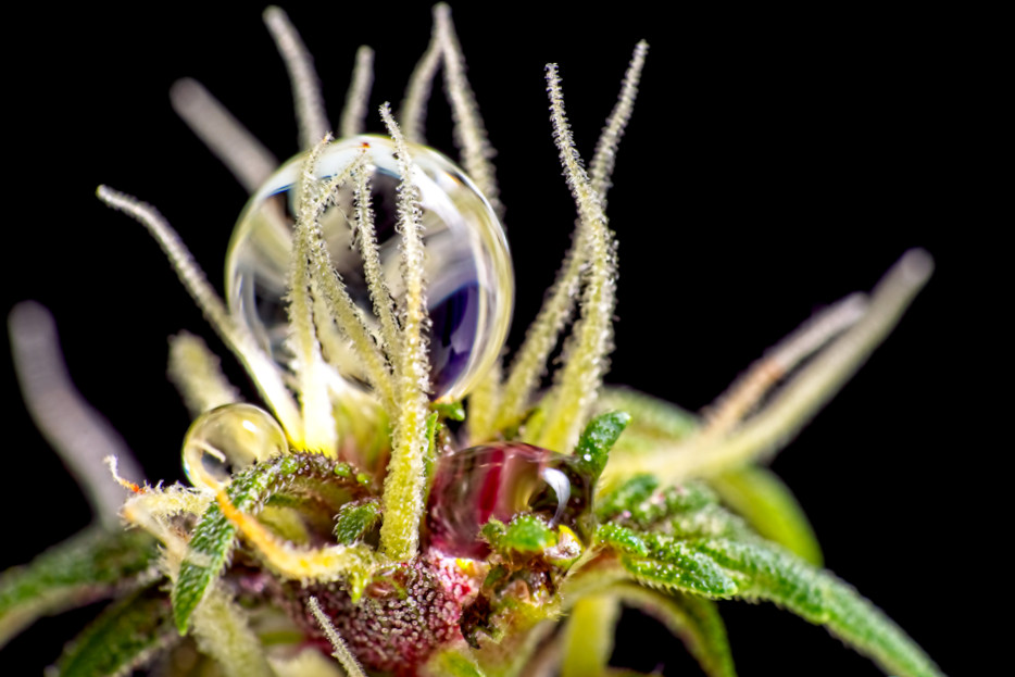 9 tips to take professional-grade cannabis photography