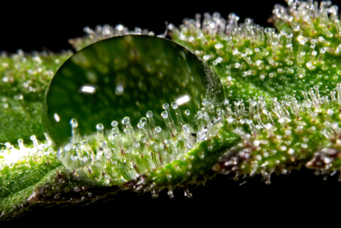trichome macro photography