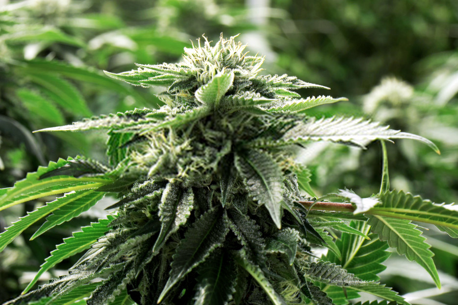 Growing Marijuana from the Veg Stage to Harvest: A Grower’s Guide