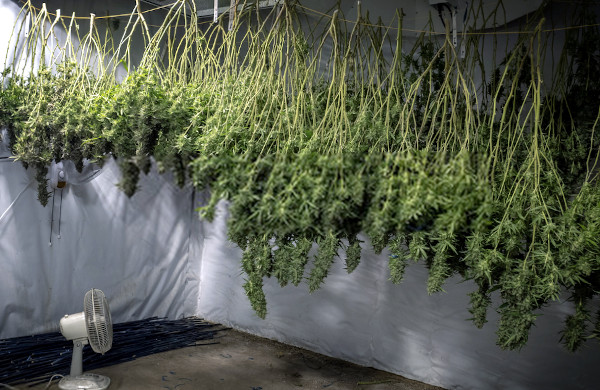 drying marijuana branches, buds on string