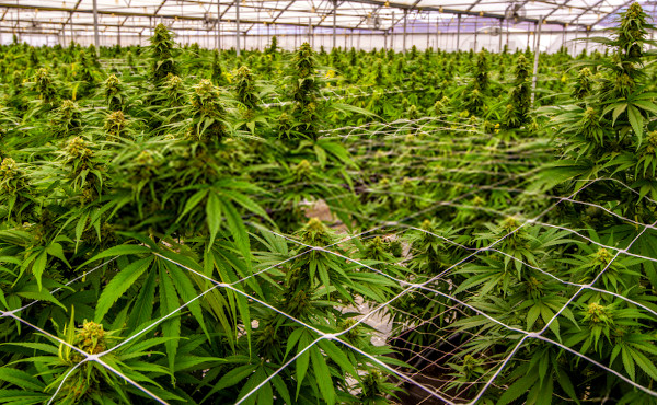 fertilizer is used to increase marijuana bud production