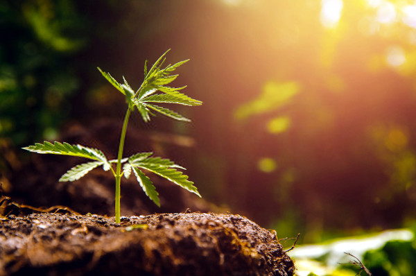 finding a grow spot for marijuana cultivation