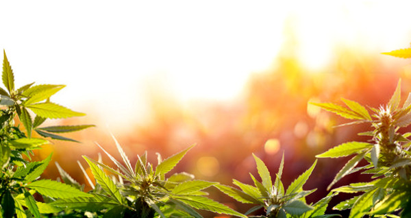 light shining on weed plants