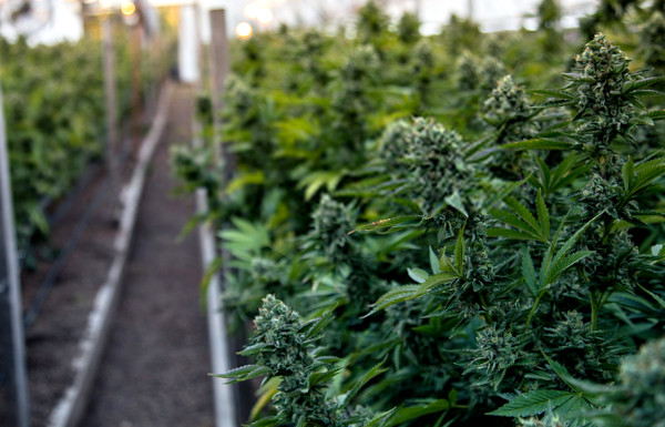 marijuana plants reaching maturity