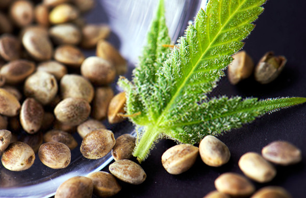 marijuana seeds for growing
