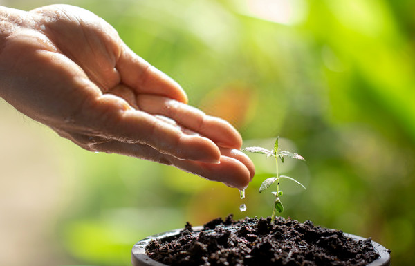 watering a marijuana plant