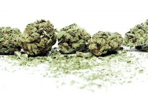 the truth about pot