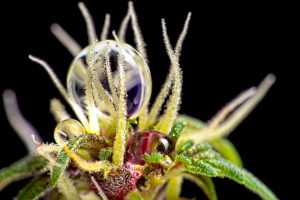 9 tips to take professional-grade cannabis photography