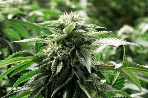 7 Essential Steps for Growing Marijuana at Home